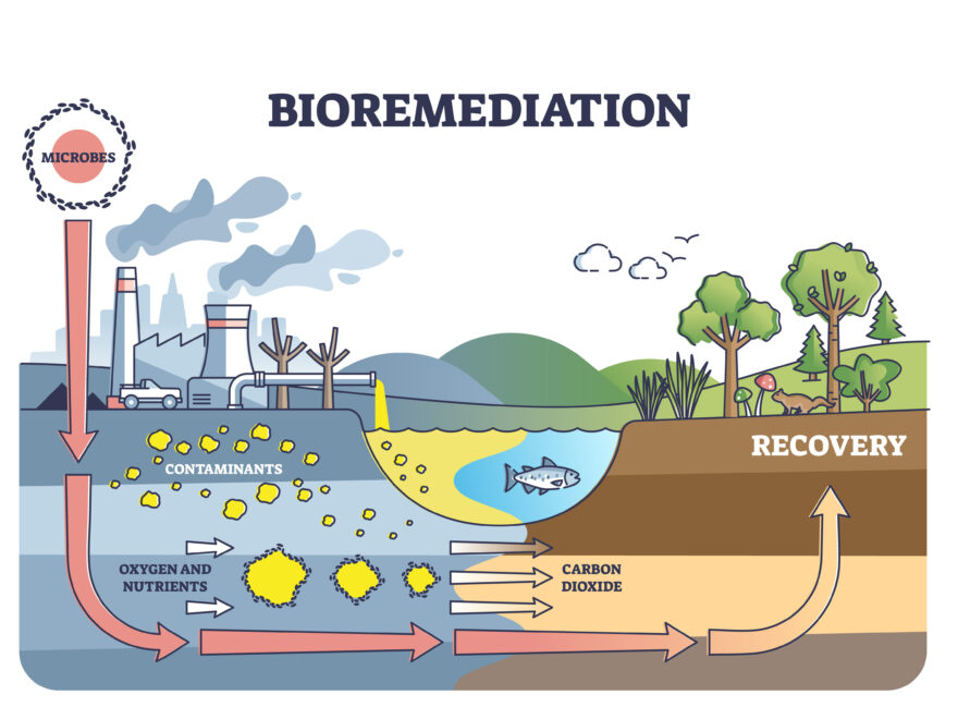 Bioremediation and contaminated soil or water recovery with adding microbes outline diagram